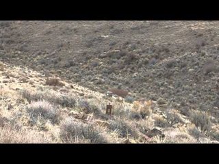 Dead Dog Walkin' - Welcome to Paradise