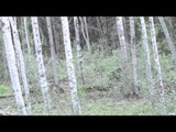 Maximus Outdoor Adventures - Saskatchewan Bear and Moose
