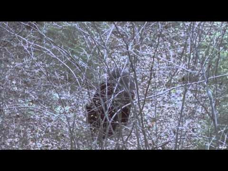 Into High Country - Bowhunting Bruins in Alberta