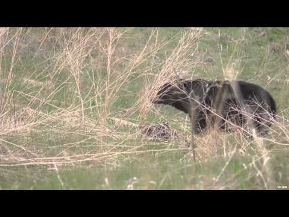 The Bone Yard - He's Hooked
