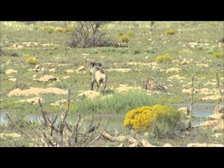 FOXPRO Furtakers - New Mexico