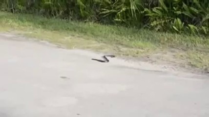 নিজের কামড়েই মৃত্যু ঘটল একটি সাপের