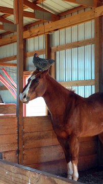 Une poule et un cheval meilleurs amis.