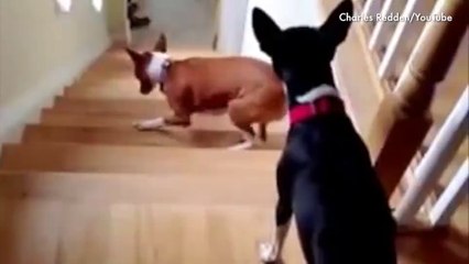 Funny Animals videos, Funny Dogs who can not figure out stairs funny acts of dogs 2016