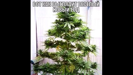ЛCД вредно или нет-