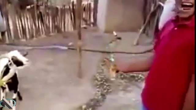 Des imbéciles ont rendu une chèvre totalement accro à la bière