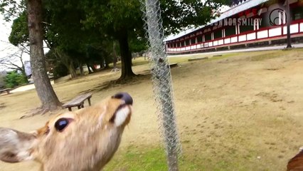 Deers bow to get Food in China.. well trained!