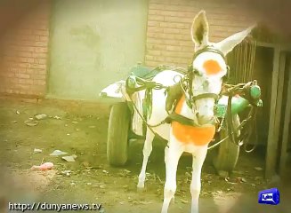 Chiniot Police Arrest Donkey For Hitting Police Mobile