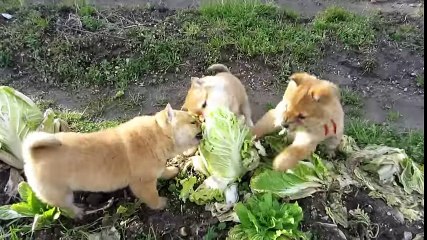 Puppies eating cauliflower in a field