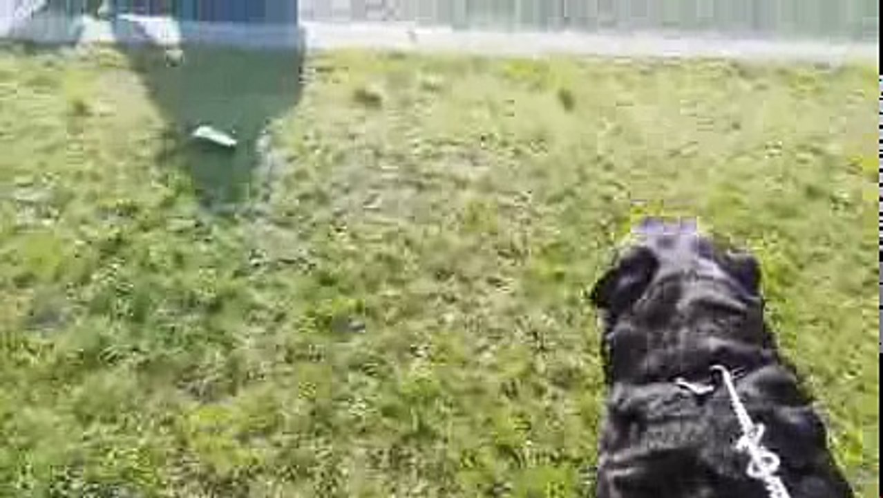 PIT BULL VS ROTTWEILER!!! PIT ATTACKS ROTT (ALMOST FIGHT)