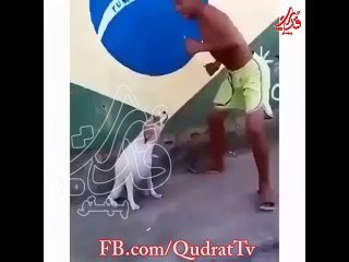 THIS DOG KNOWS HOW TO GROOVE... BIG Justin Bieber FAN...