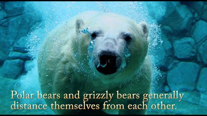 Top 5 Most Amazing Animal Hybrids