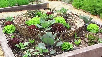 Декоративный огород