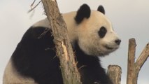 Le panda femelle de Pairi Daiza a subi deux inséminations artificielles