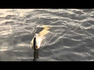 Adventures North - Fall Pike With Bobby Hull