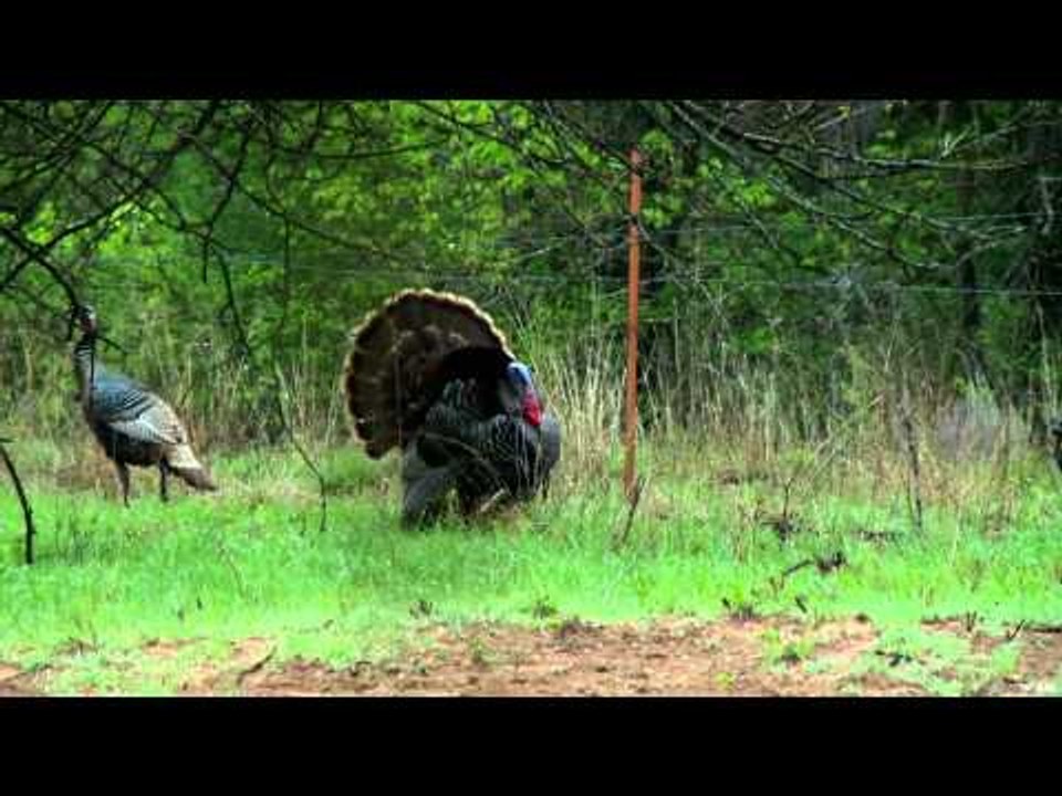 Fear No Evil - Kansas Turkeys