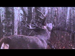 The EDGE - King of The Rainbow