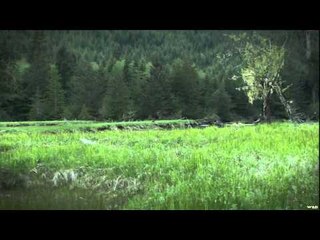 Canada in the Rough  - Island Black Bear