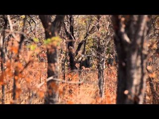 Nosler's Magnum TV  - Wildest Africa Part 2