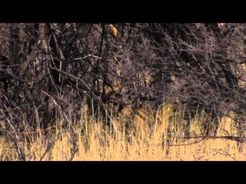 Where in the World is Colorado Buck? - African Lion Hunts with Quagga Safaris and CCA