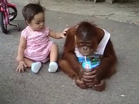 Leave ! This Is My Milk-Monkey Vs Cute Kid-Top Funny Videos-Top Prank Videos-Top Vines Videos-Viral Video-Funny Fails