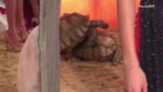 Tortoises start getting it on, interrupt New York Fashion Week show