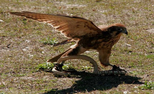 OMG!!! Eagle Attacks On Snake-Top Funny Videos-Top Prank Videos-Top Vines Videos-Viral Video-Funny Fails