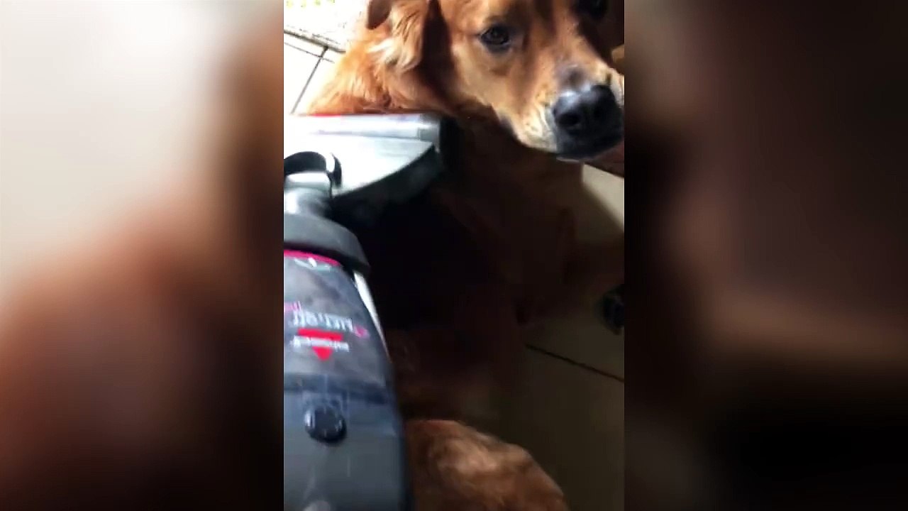 Un chien qui prend l'aspirateur pour une masseuse