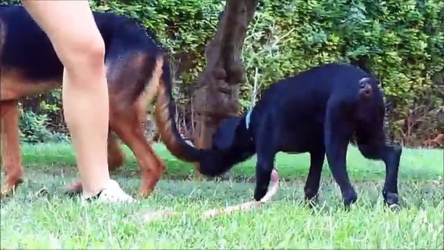 Questo cane aveva migliaia di zecche addosso ecco la sua trasformazione