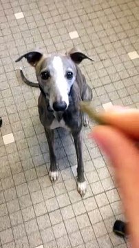 Vraiment tous les animaux aiment le sainfoin !