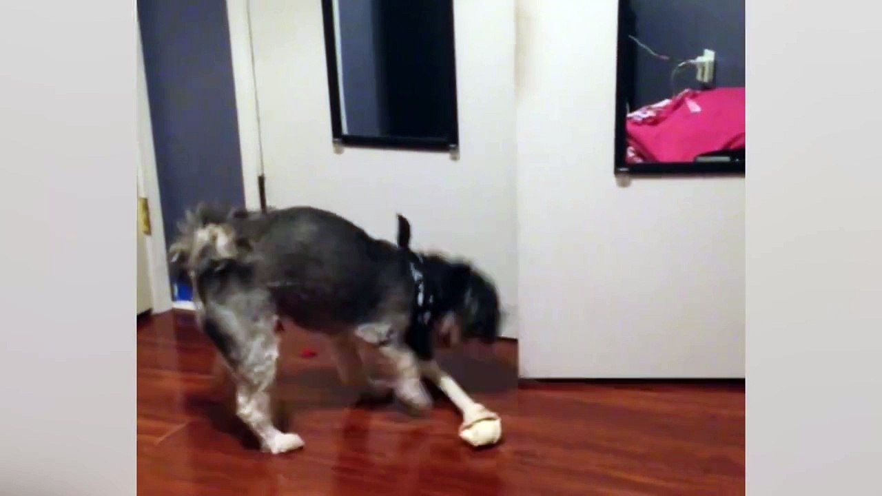 Dog Can't Get Bone Through Door