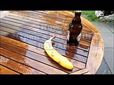Come aprire una bottiglia con una banana