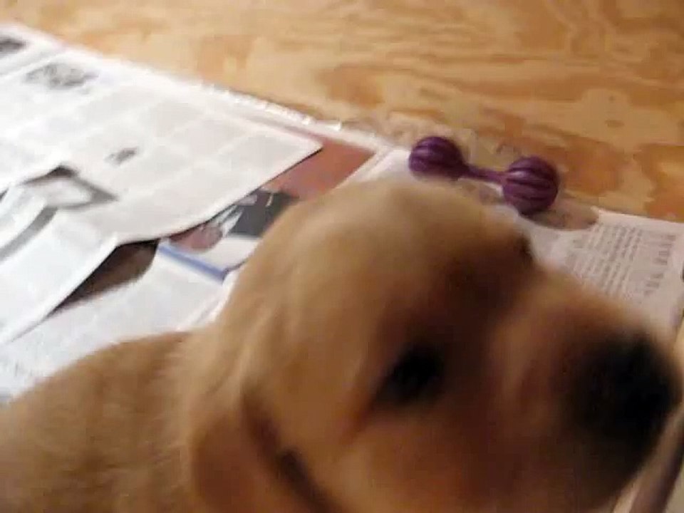 Yellow Lab Puppy