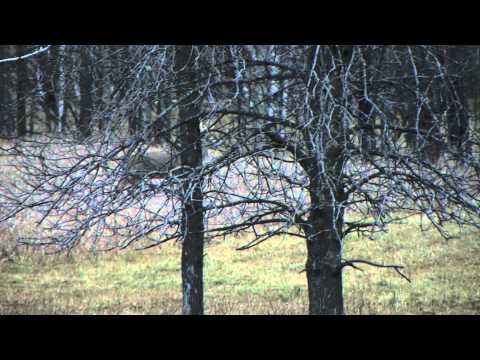 Hardcore Pursuit - Michigan Rut Hunt