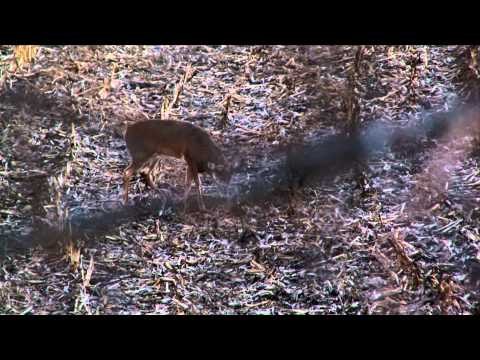 Buck Ventures Outdoors - B-Dank in Iowa