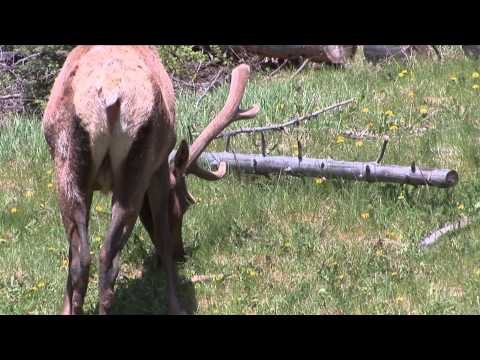 Go Riding TV - Ghost Forest