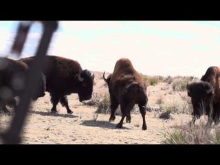 Big Boys Adventures TV - Bison Run