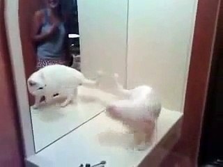 funny cat stupid | مضحك قطة غبية مع المرءات (FULL HD)