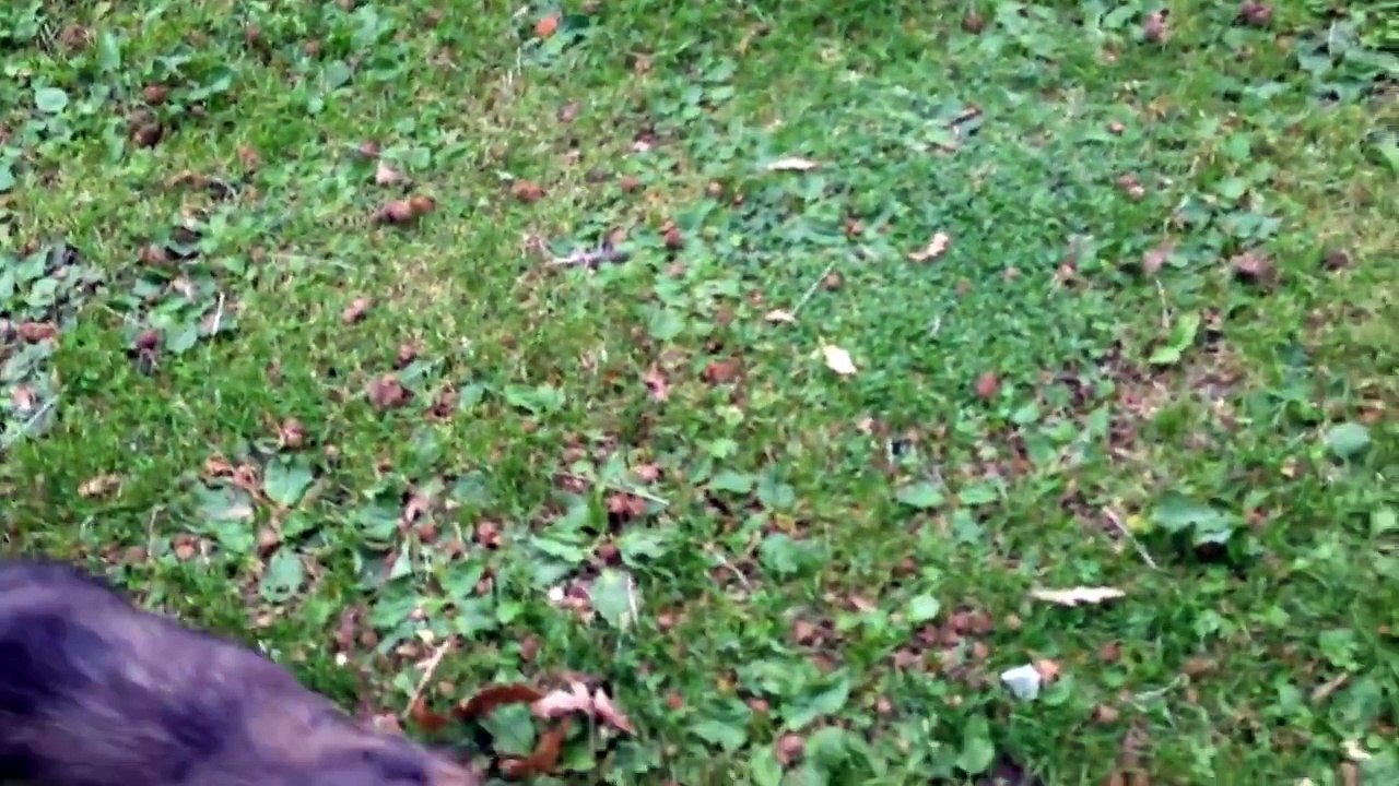 Picking up the PUPPY!