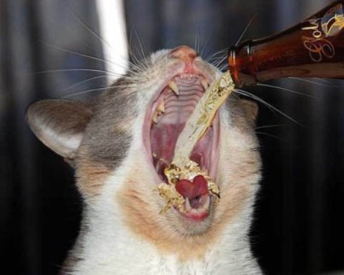 Alcoholics animals