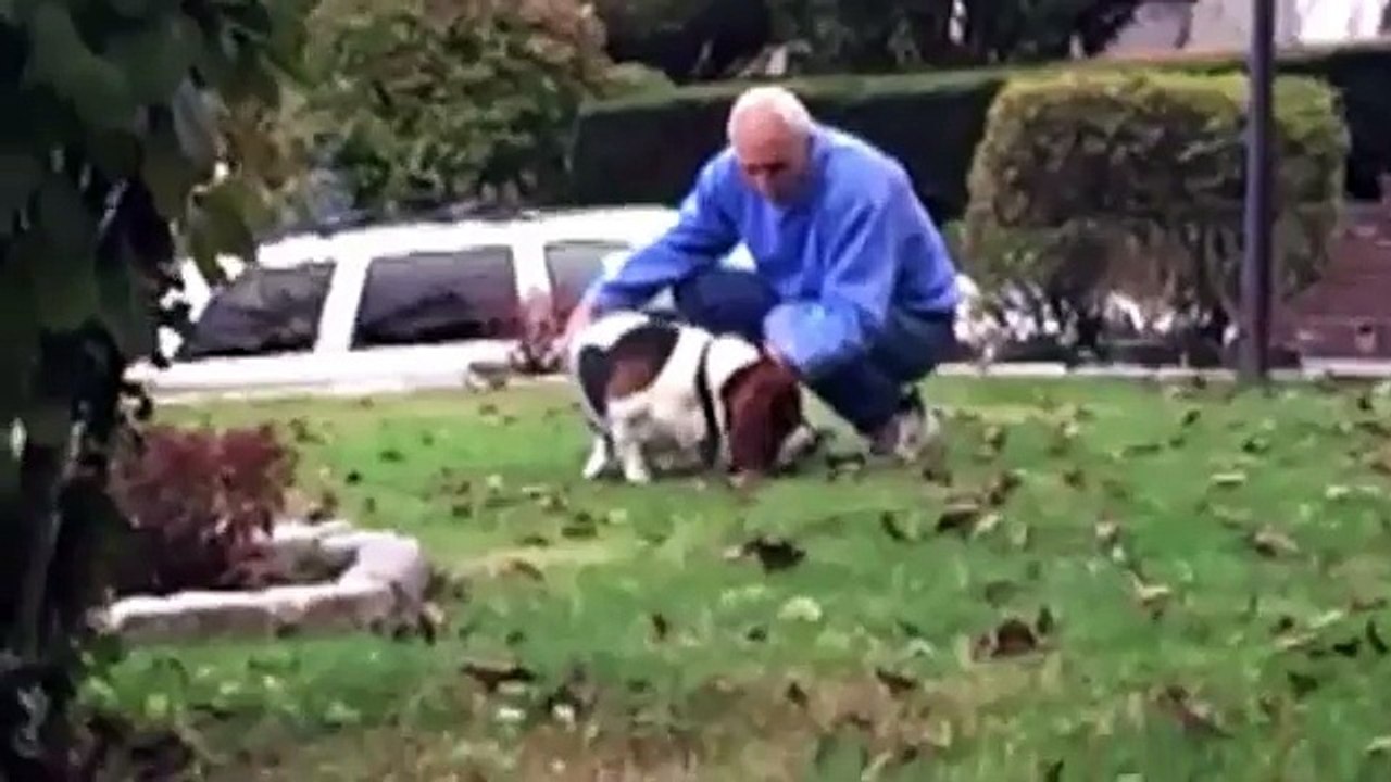Basset Hound Runs in Slo-Mo