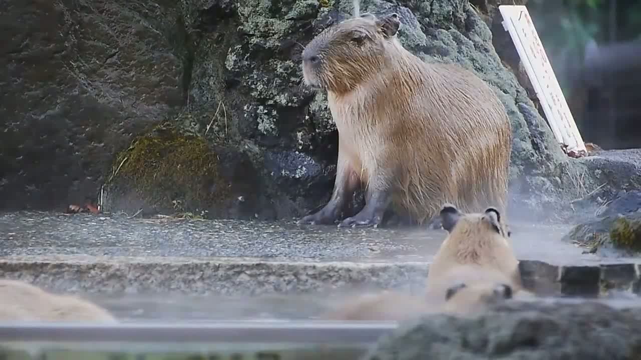 kapibara