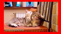 Happy Valentine's Day February 14th! Top Touching moments of Cats and Kittens - funny - OMG VIDEO