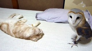 Сова и кошка в домашних условиях