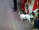 Кошка напала на собаку Собака испугалась страшно