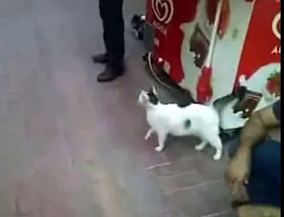 Кошка напала на собаку Собака испугалась страшно