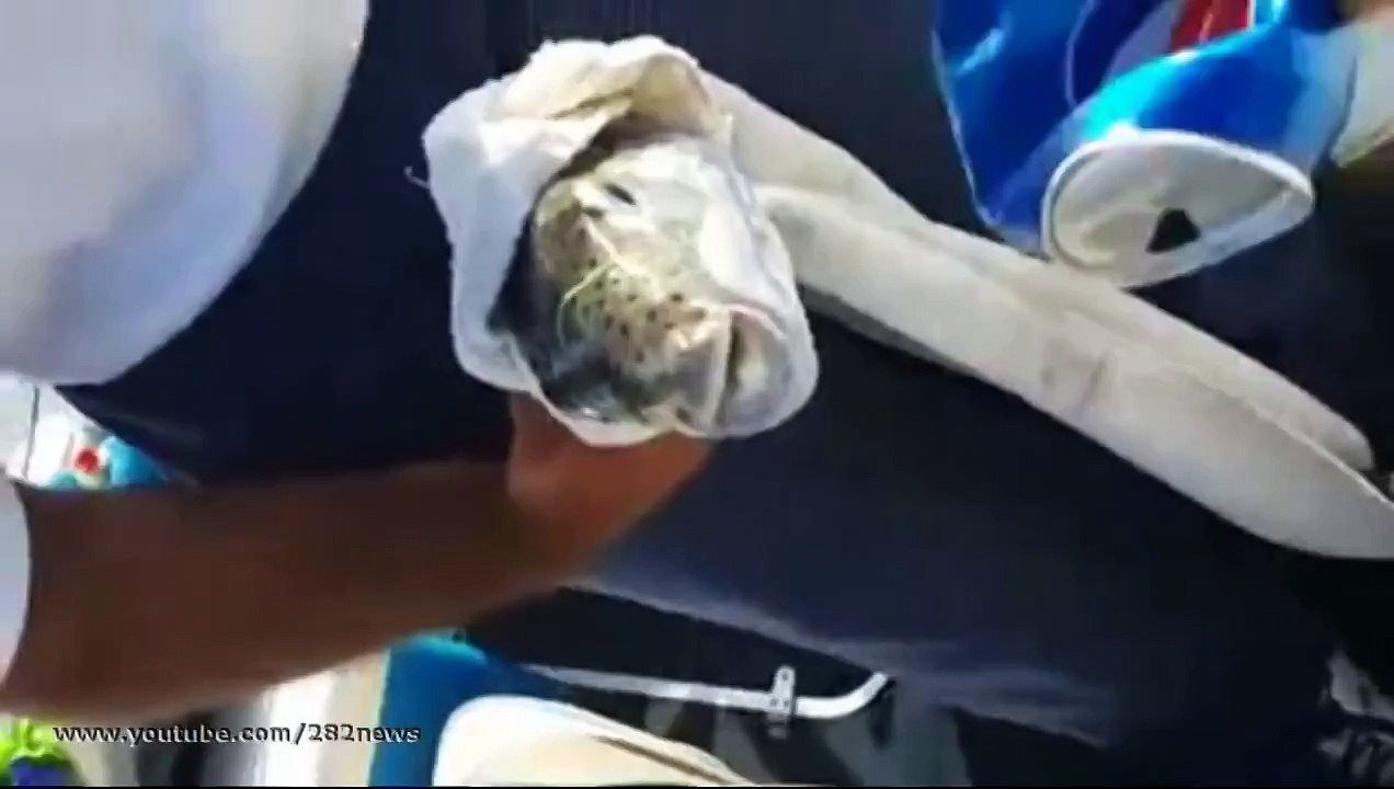 Жесткая Рыба _ Amazing fish