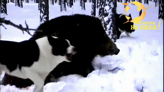 Ни пуха ни пера. Эпизод 181- Закрытие сезона по копытному зверю