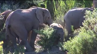Wild and Woolly, An Elephant and his Sheep (Full documentary)
