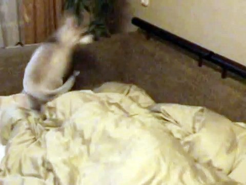 Щенок хаски будит ребенка